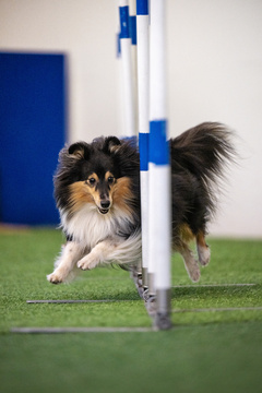 Agilityn alkeisjatkokurssi 2