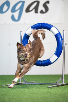 Agilityn Alkeisjatkokurssi 1