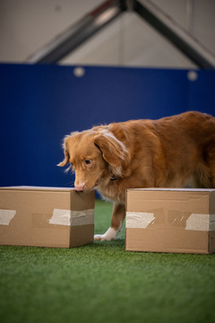 Nosework Jatkokurssi