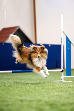 Agilityn Alkeiskurssi