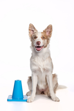 Tavoitteellisten Pentujen ja Junnujen Valmennus