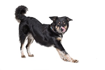 Peruuttamisen opettaminen